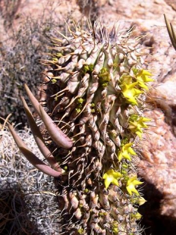 Hoodia_alstonii